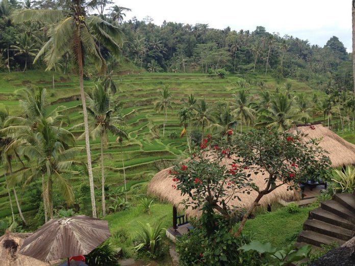 southeast asia rice plantation