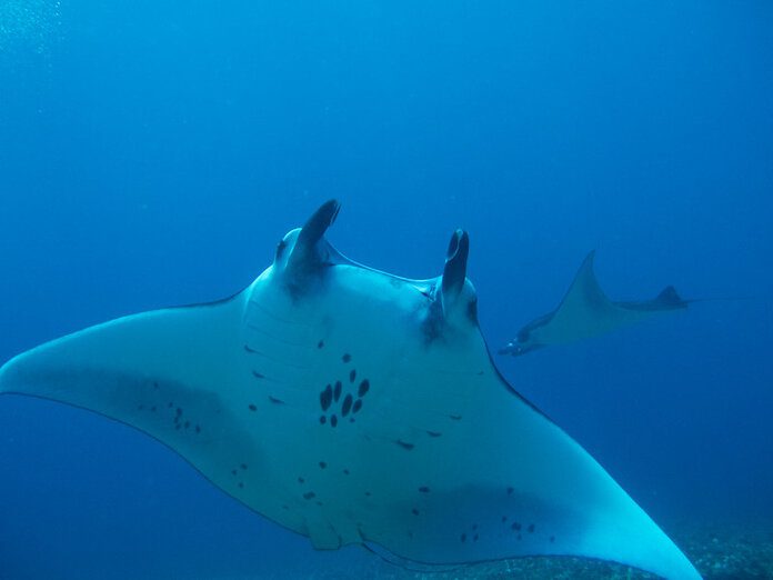Manta rays, komodo island