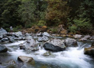 Hiking Staircase Rapids Loop Trail in Olympic National Park, WA Staircase Rapids Loop Trail