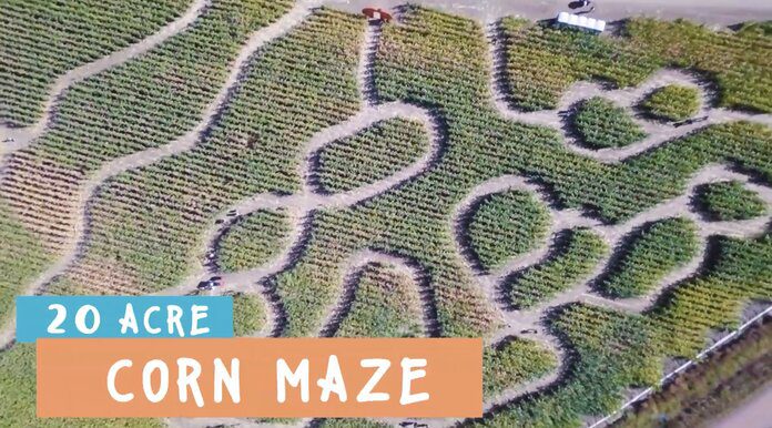 Get Lost in the Maize