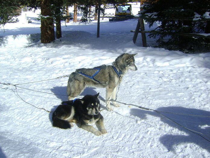 dog sledding denver