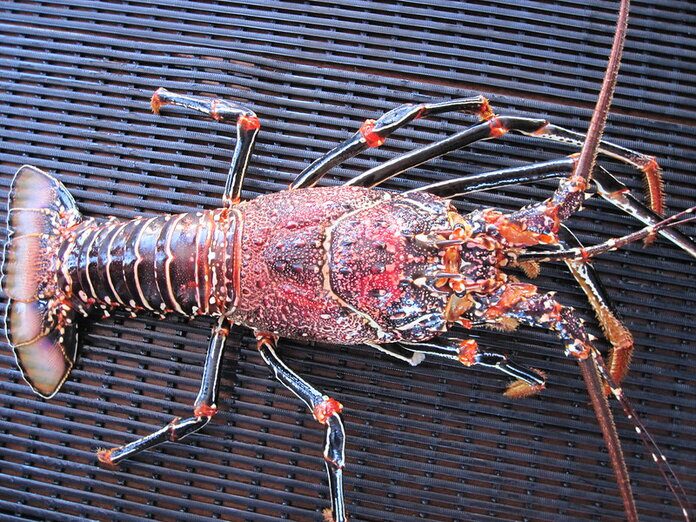 live lobster