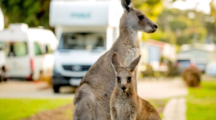Kangaroos in the BIG4 caravan park Anglesea
