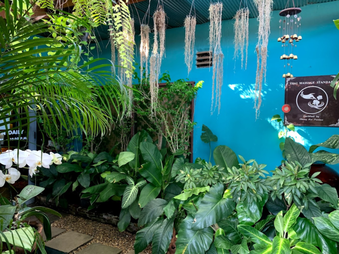 Lush tropical garden at Nimman house.